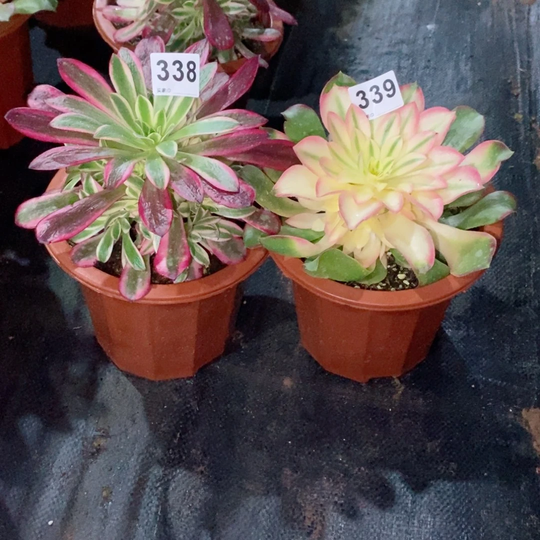 橘****3组合338339多肉小苗