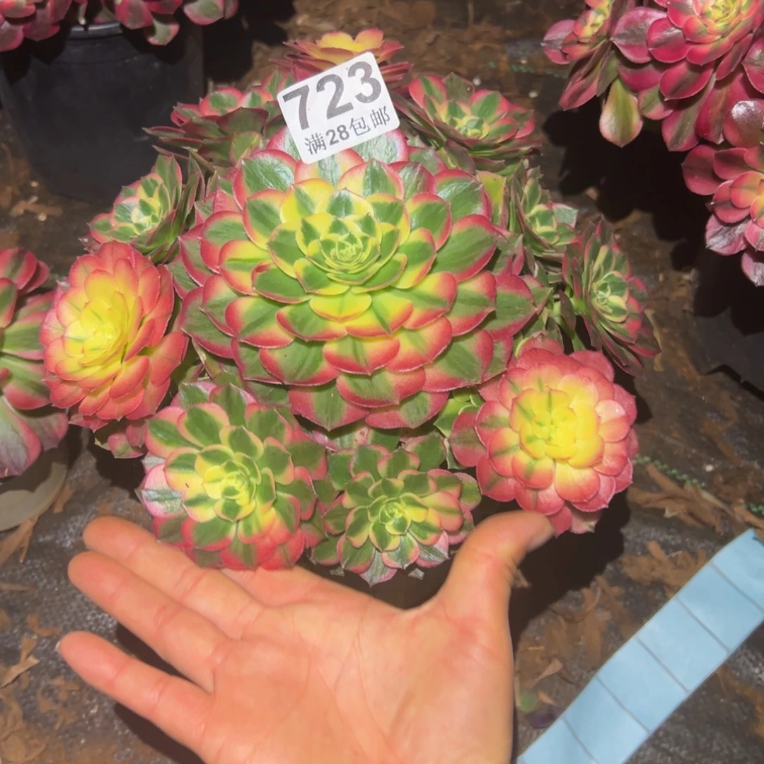 美***天多肉植物723海仙的