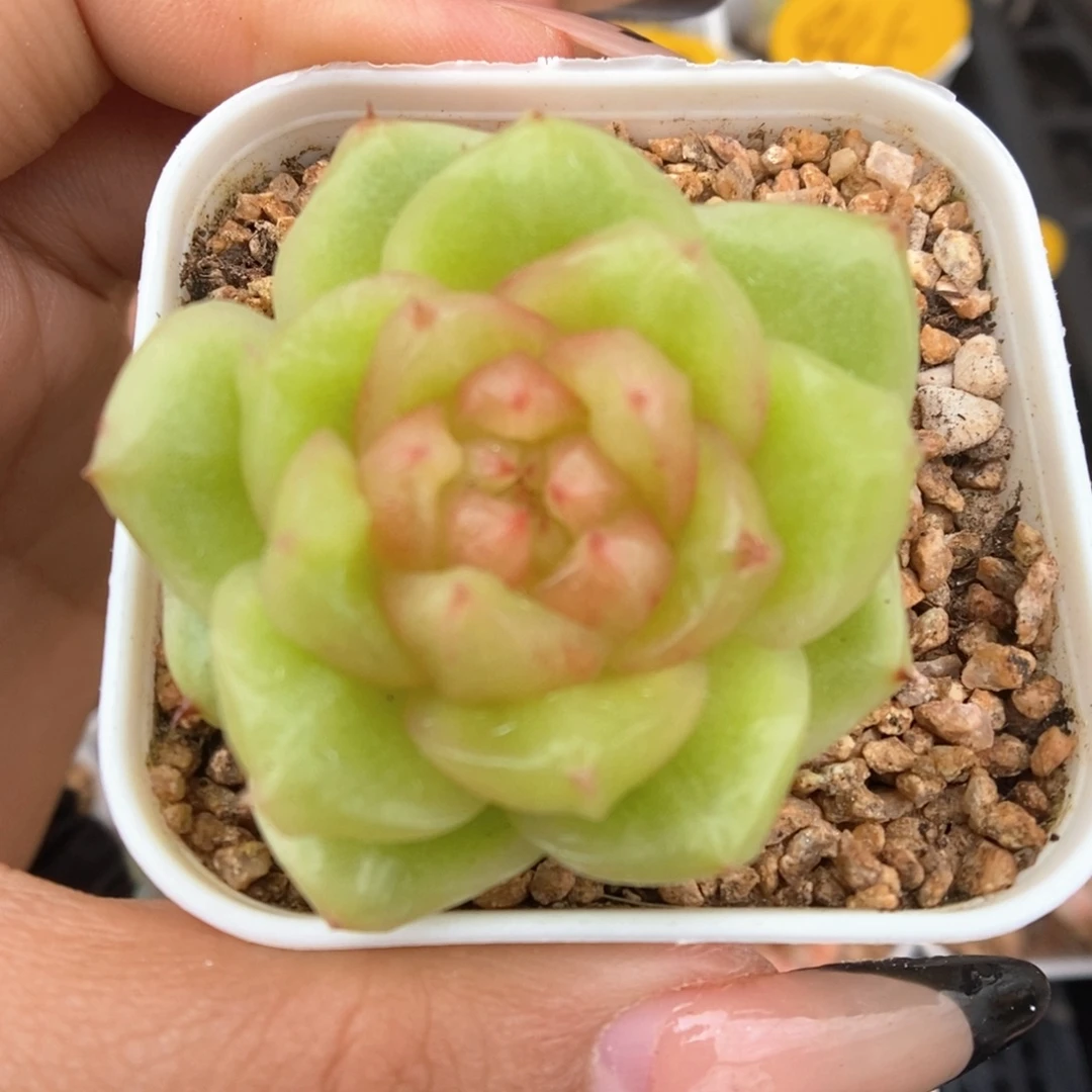 玉芷珍妮可拍535号