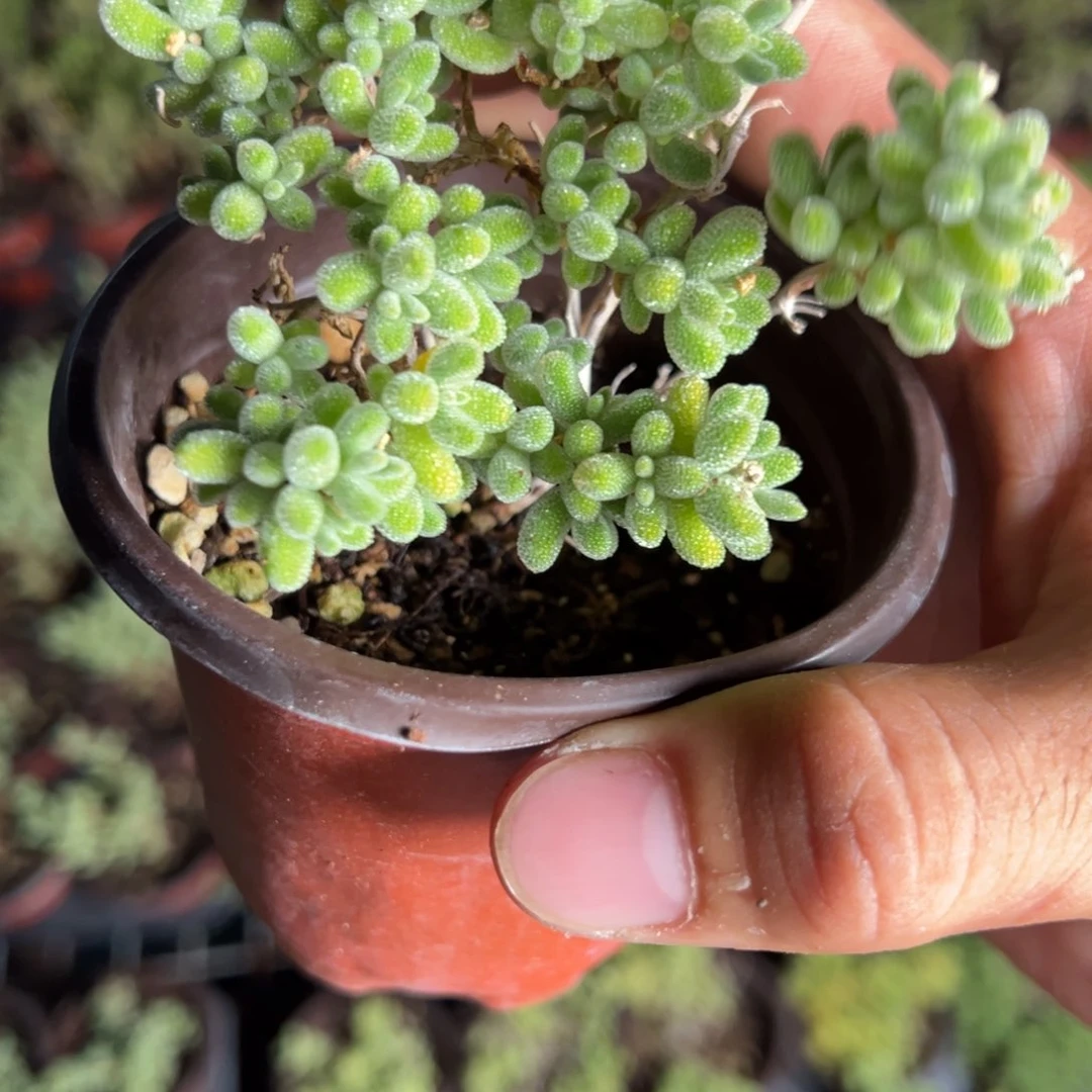 冰晶90杯老桩福利