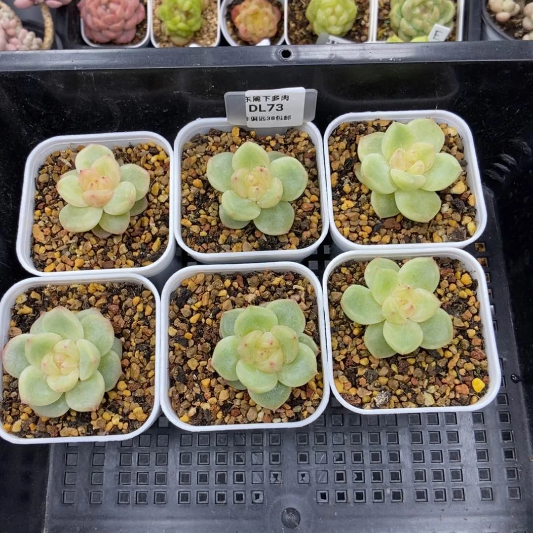 东篱下多肉植物73