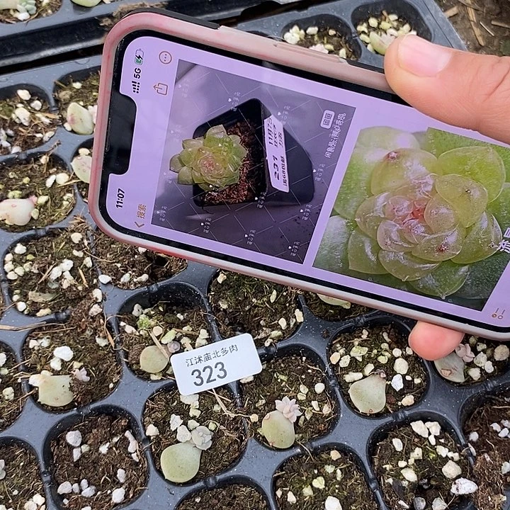 标323流星820芽苗2颗