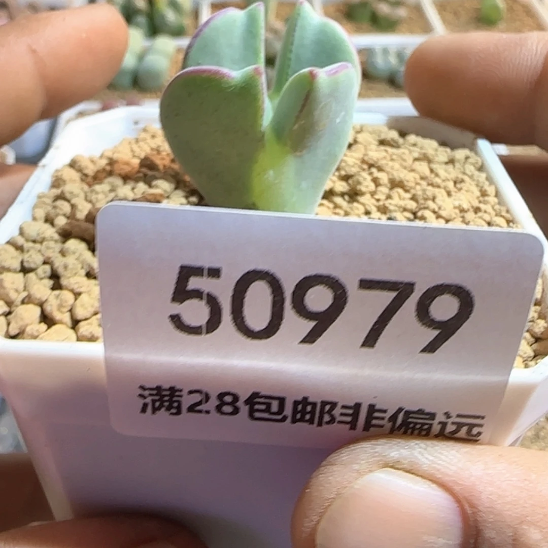 楠***哈哈哈哈哈哈哈50979