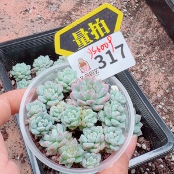 多肉植物多肉植物