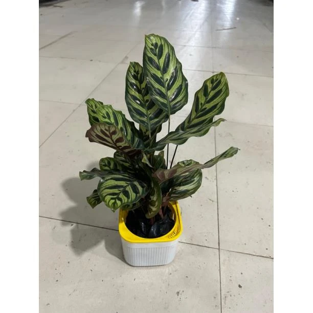 自吸盆孔雀盆栽绿植