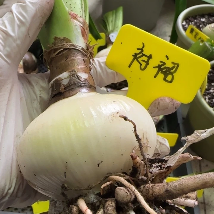 无花朵花瓣衬裙7+裸球发货