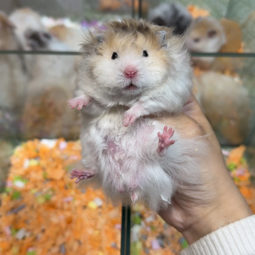 卷毛火波弟弟（10.25）