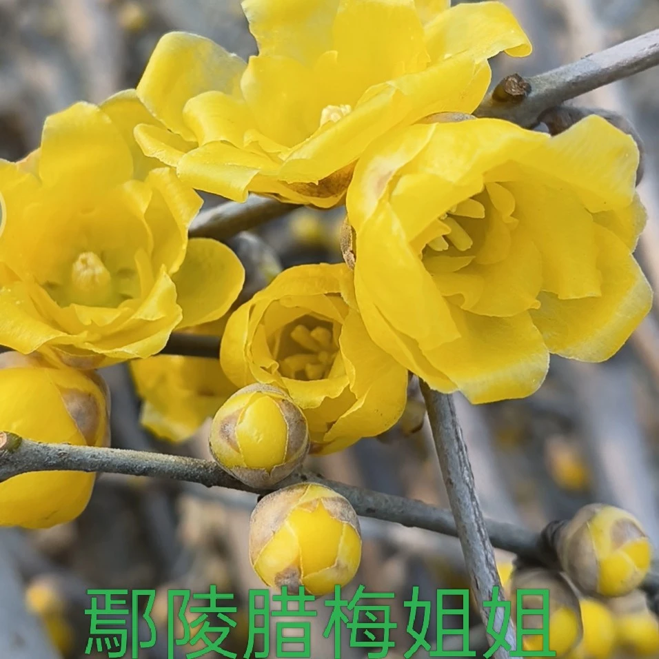 浓香型耐寒素心腊梅花树苗庭院地栽四季花卉植物俊霞腊梅姐姐基地