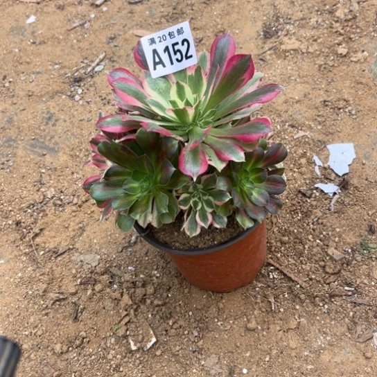 可***汐152布加迪不包断枝