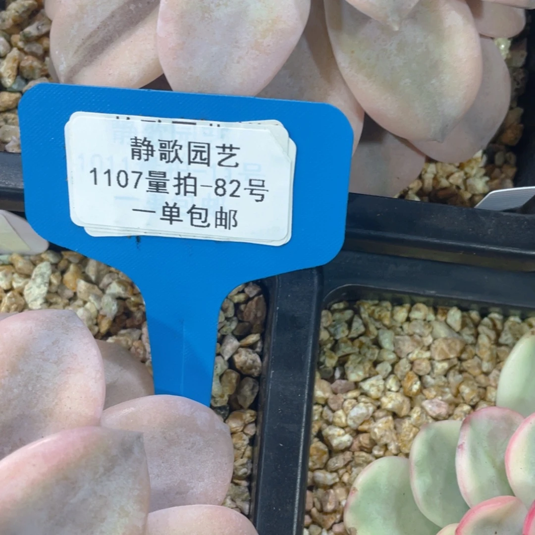 1107182-下播福利华立风车锦单头一颗