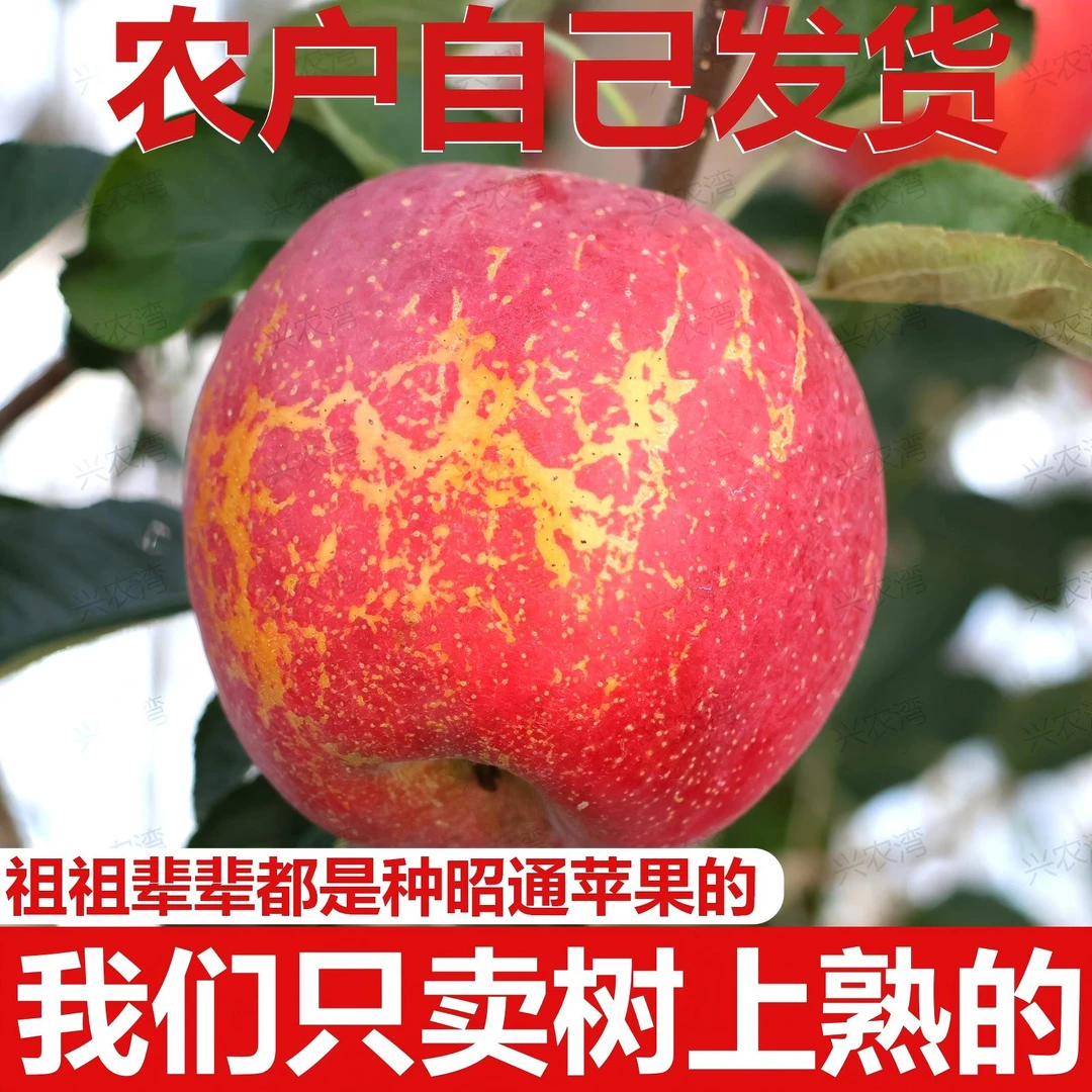 【昭通正宗冰糖心丑苹果】云南昭通正宗丑苹果新鲜脆甜多汁果农直发