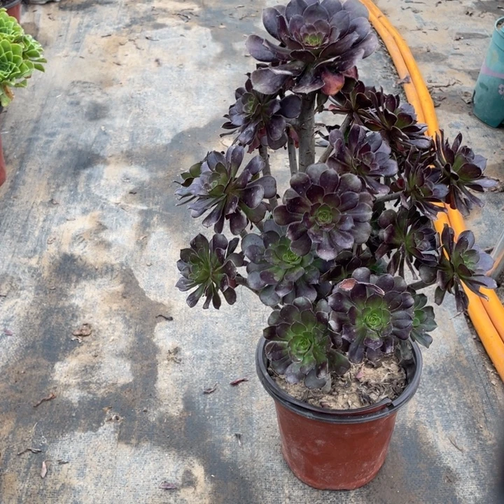 9黑法师多肉植物多肉多肉