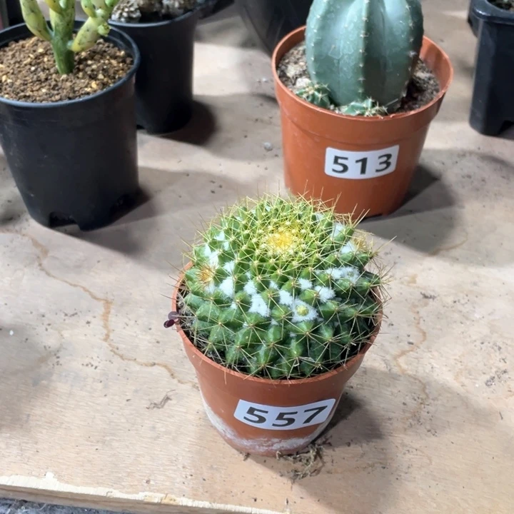 557金洋丸仙人球