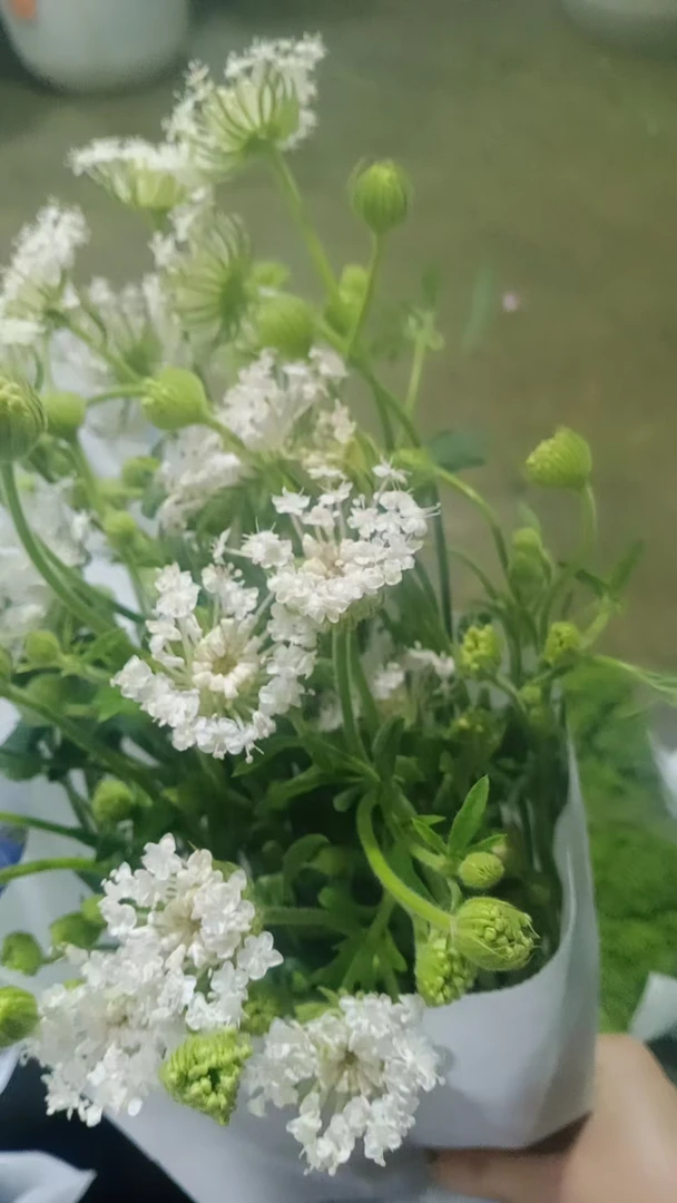 【源头一手价】粉白色翠珠 花头呈伞状 灵动可爱有自然灵气的美