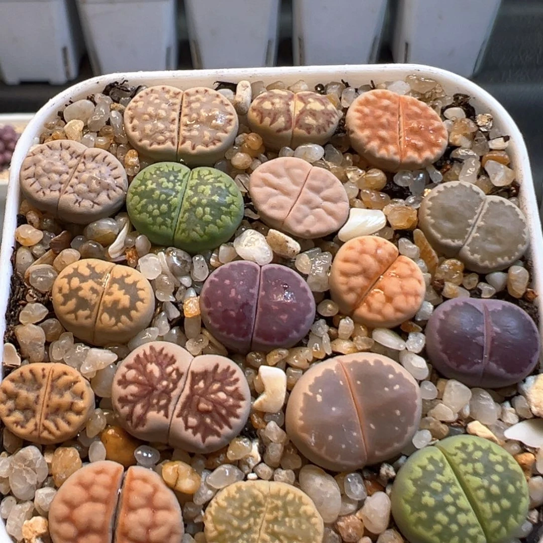 49多肉植物百科知识