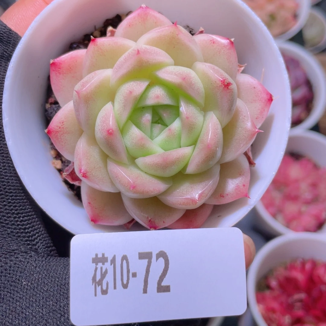 花利美10-72麦秆