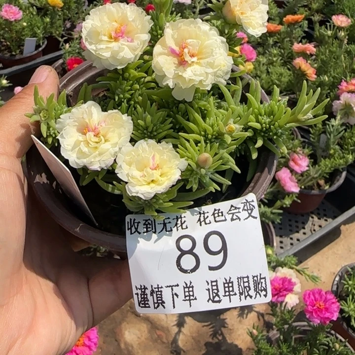 无花朵83矮重鸡尾酒超小苗盆口10cm
