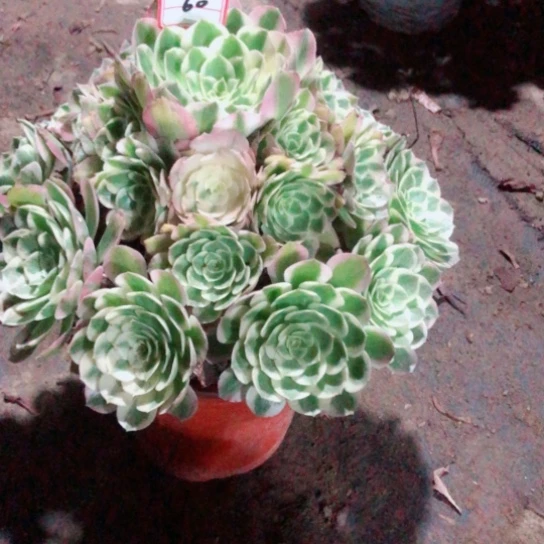 秋***荷无花朵海王法师多肉植物60号