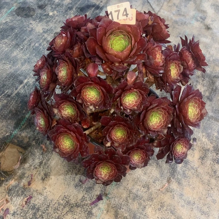 174红铜壶多肉一物一拍