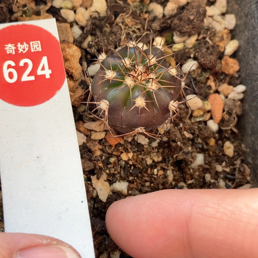 紫肌圆盘玉一颗仙人球