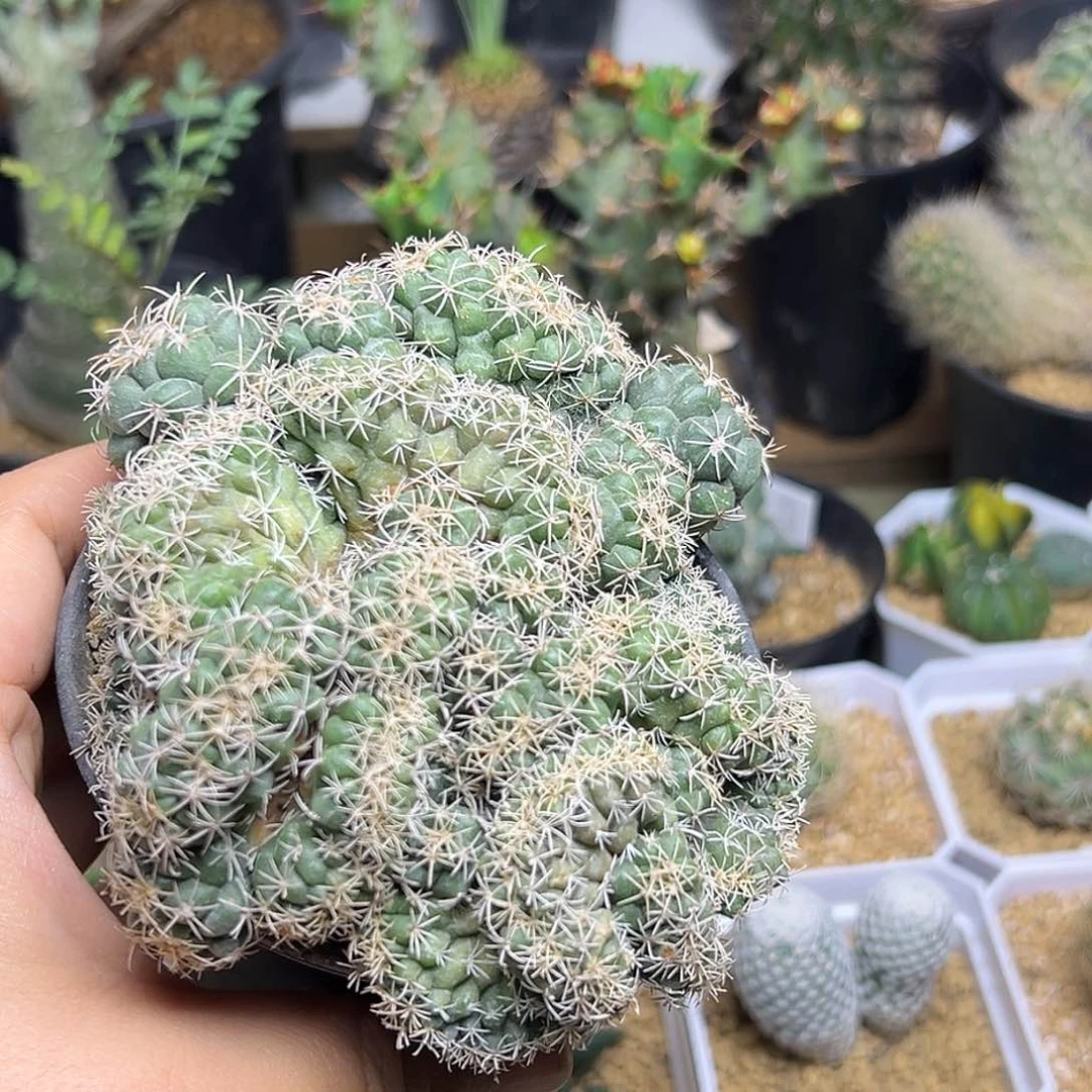 顶花球缀化一颗一颗一颗