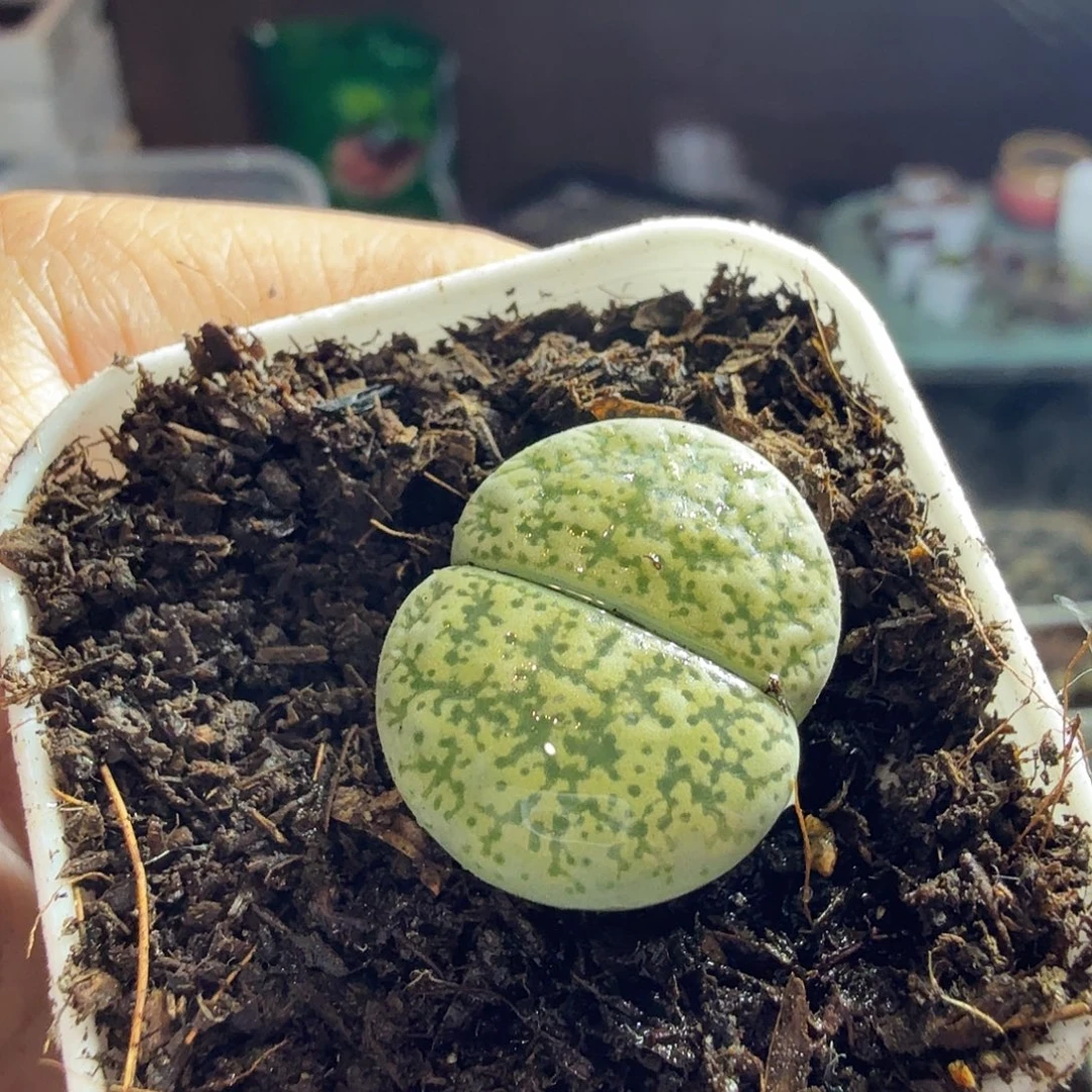 羽***蒙多肉葡萄的季节性与142