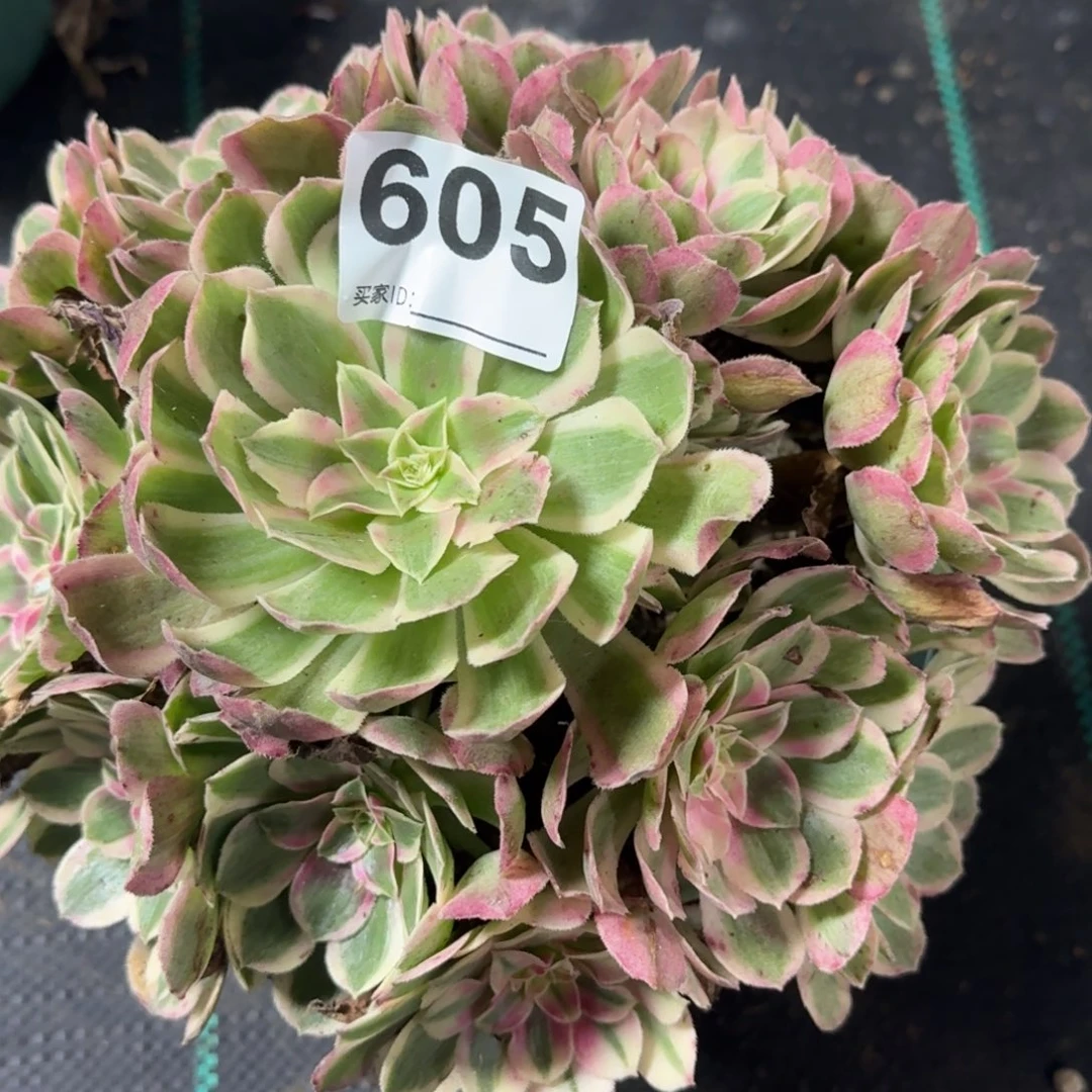 半糖多肉植物老庄605