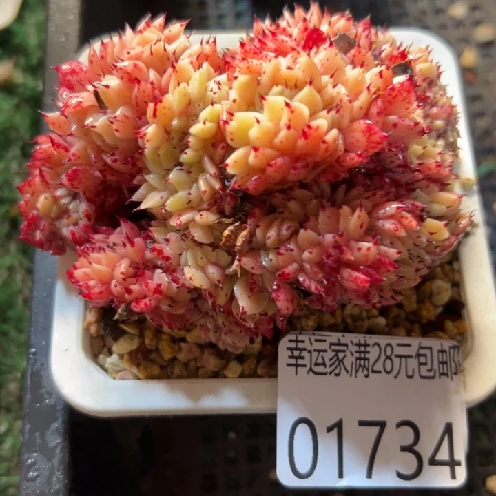 幸运儿是一位非常优秀