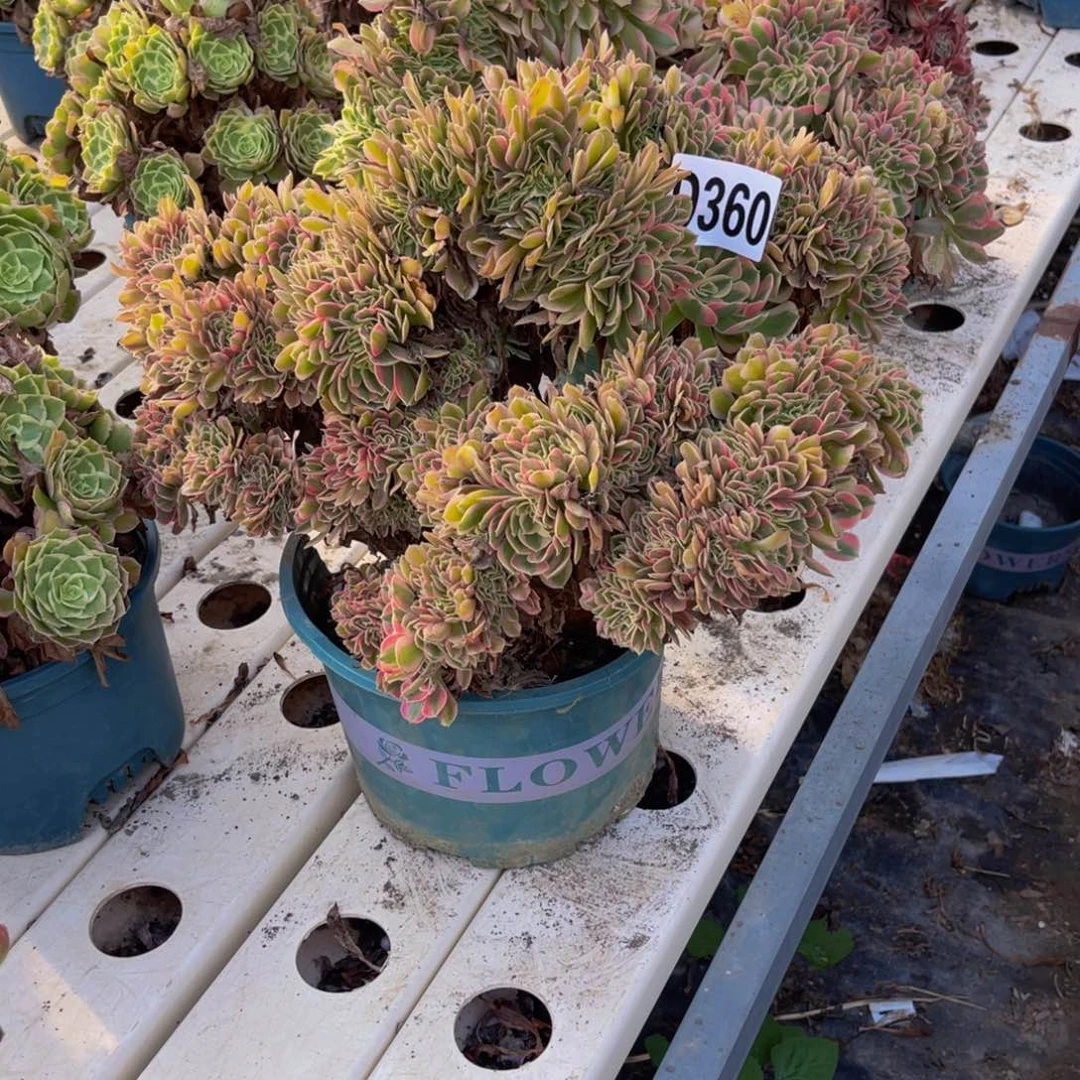 女巫法师7//-11包邮