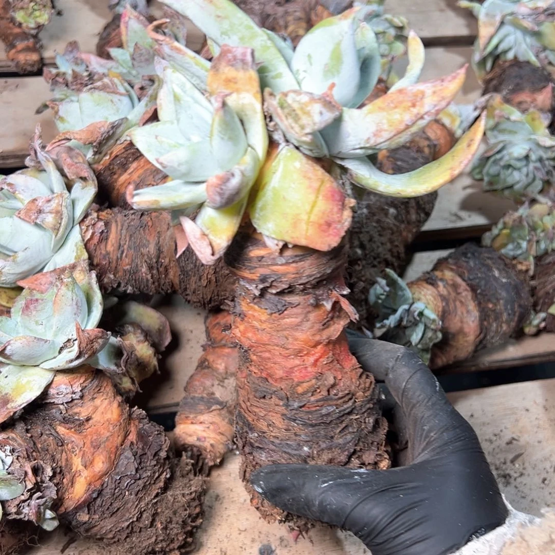 6160哈哈哈哈哈哈哈哈