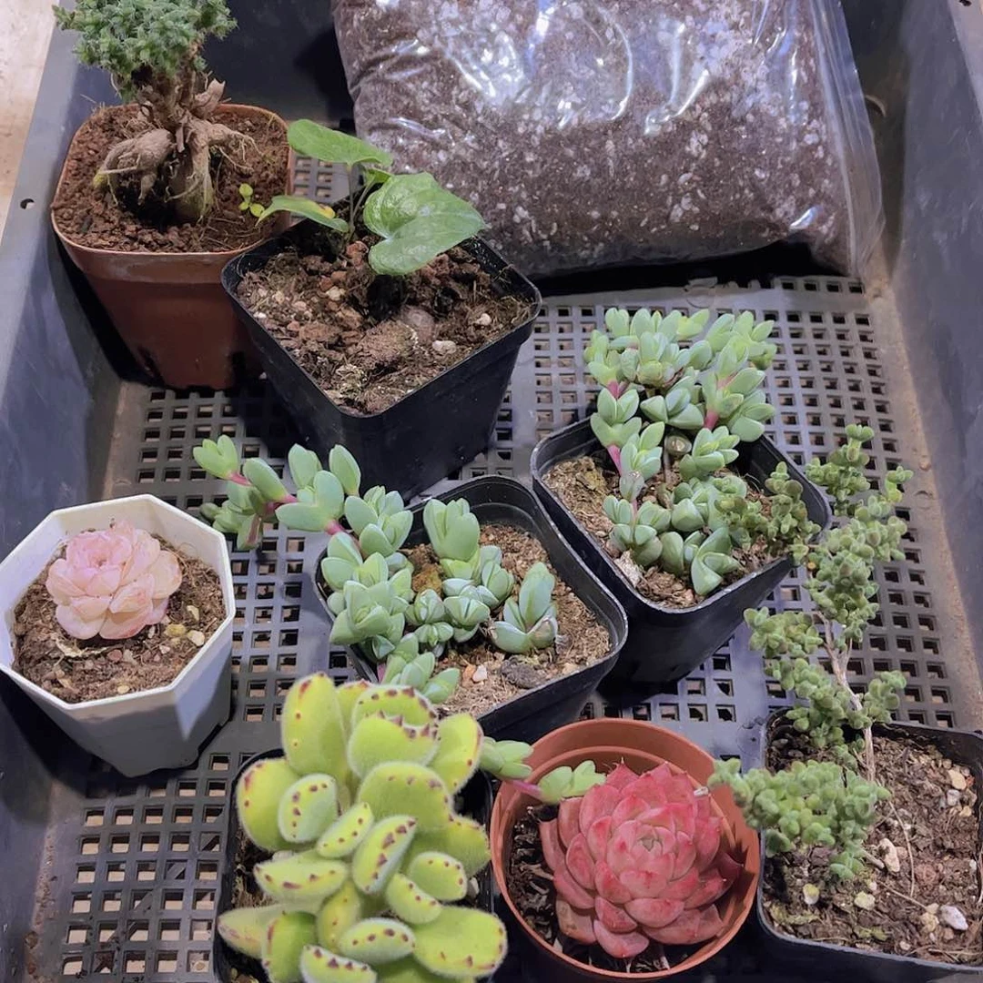 多肉191多肉植物