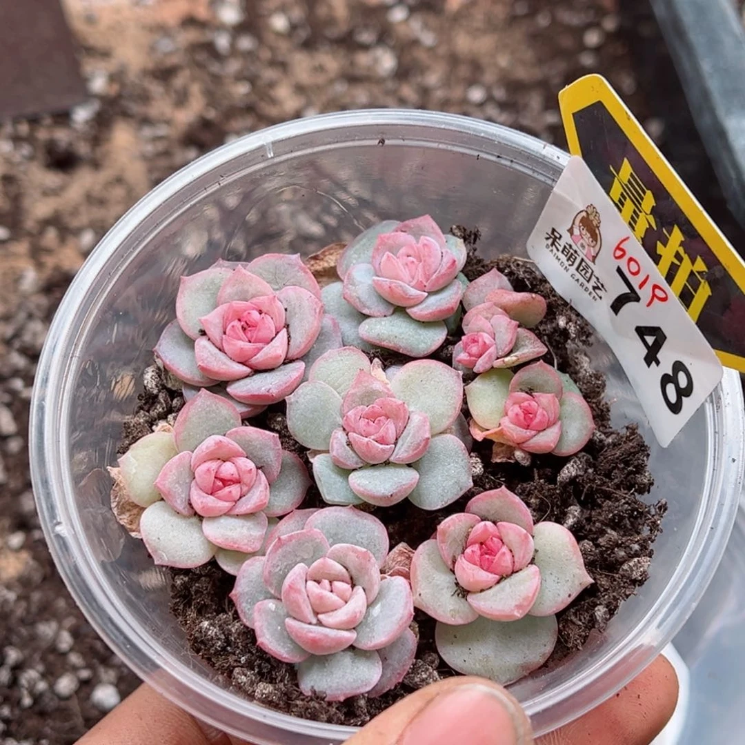 多肉植物多肉植物