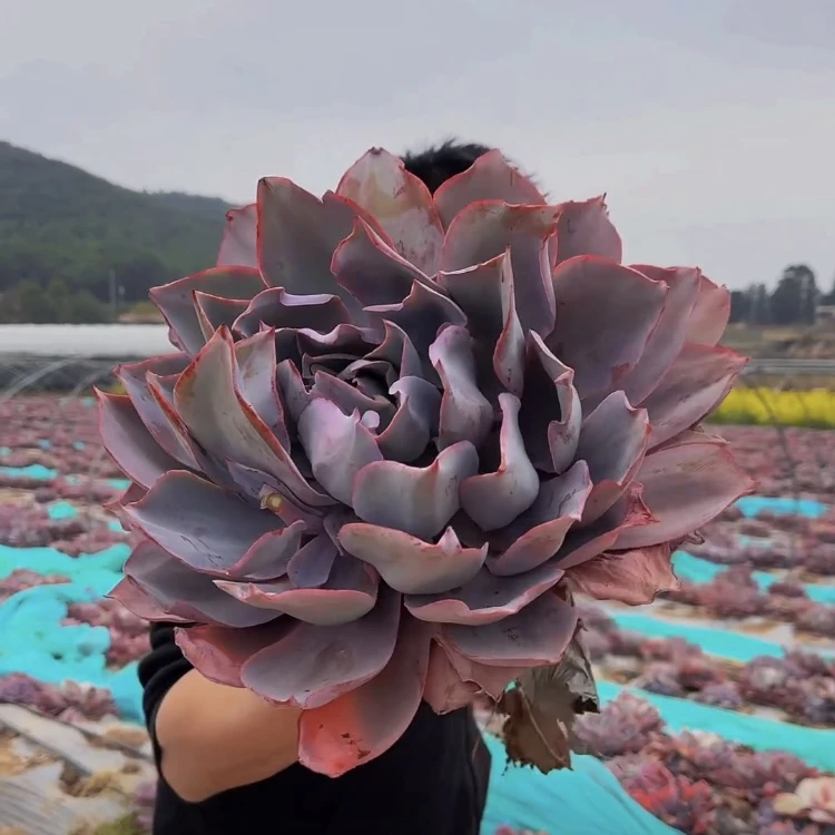 零花钱多肉 地栽晚霞单头带崽  基地 多肉植物 新手好养