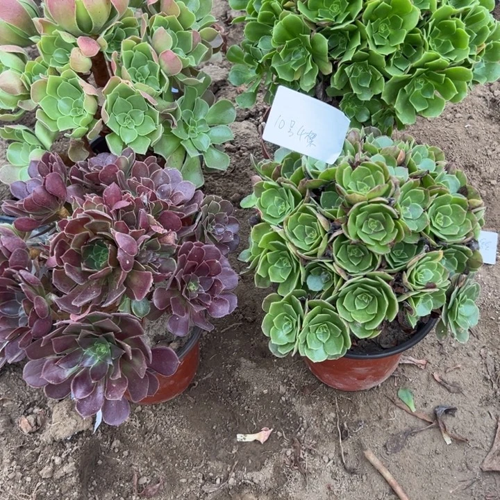 阳***光10号4颗多肉植物，不包断头