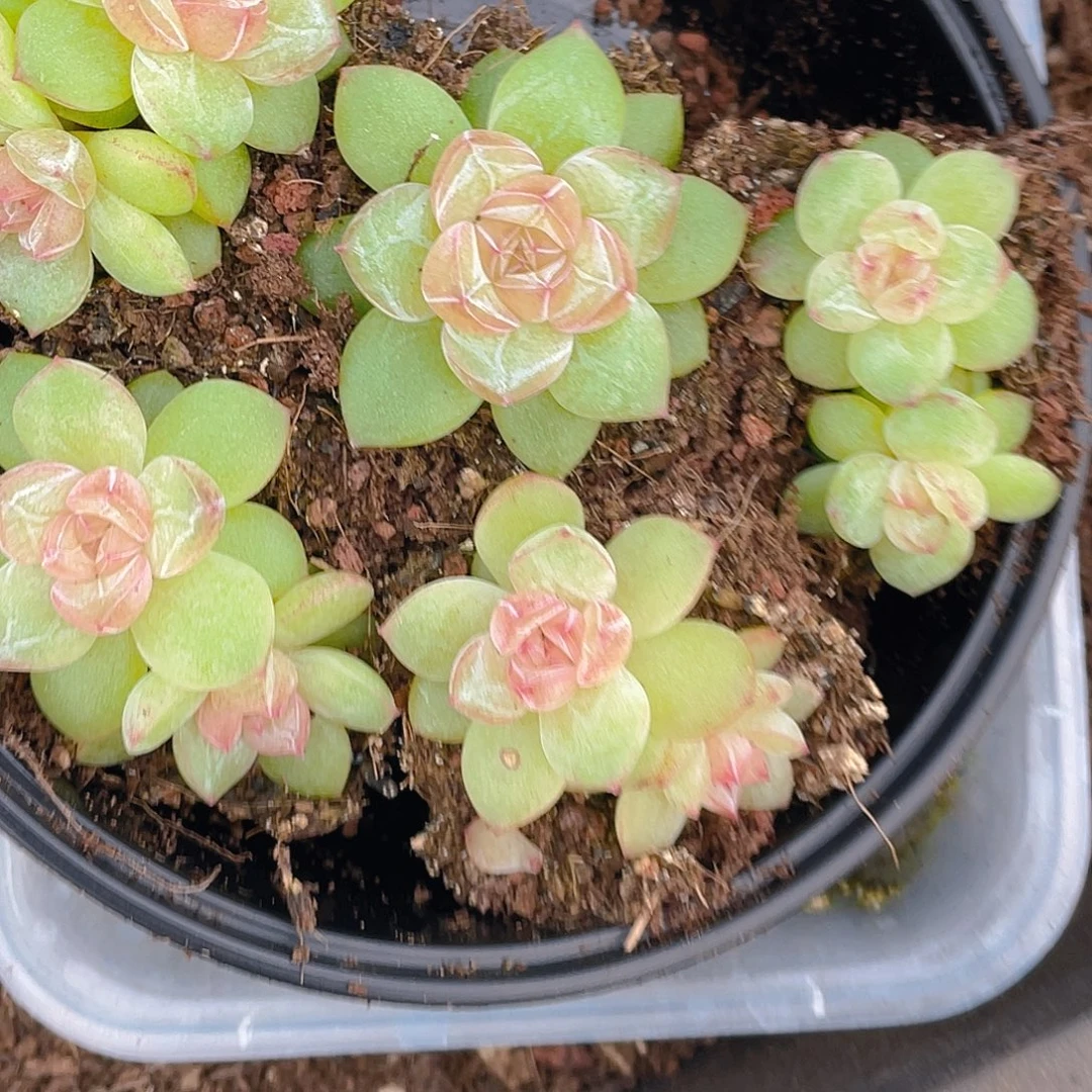 多肉植物多肉植物828