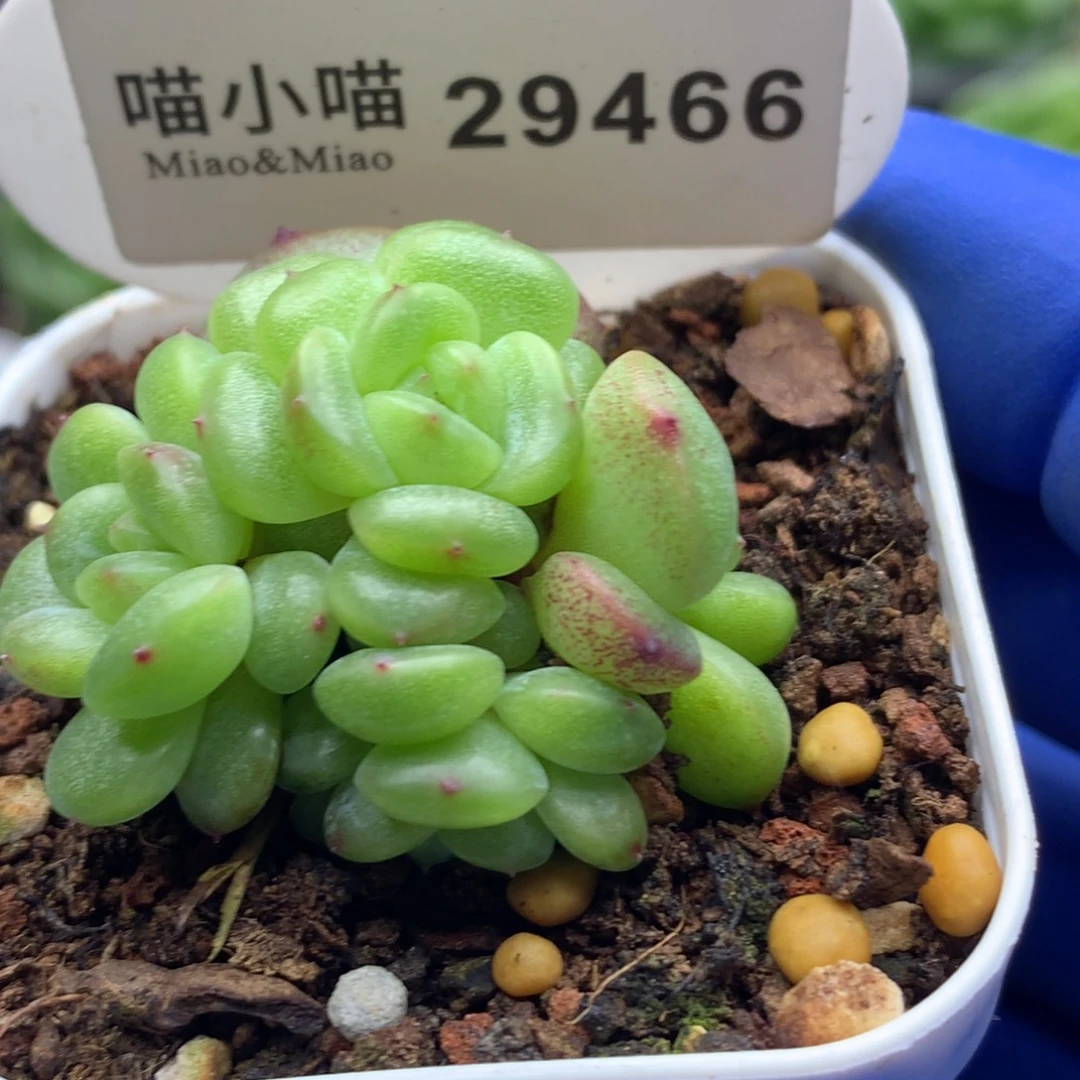 多肉植物杂交珍妮