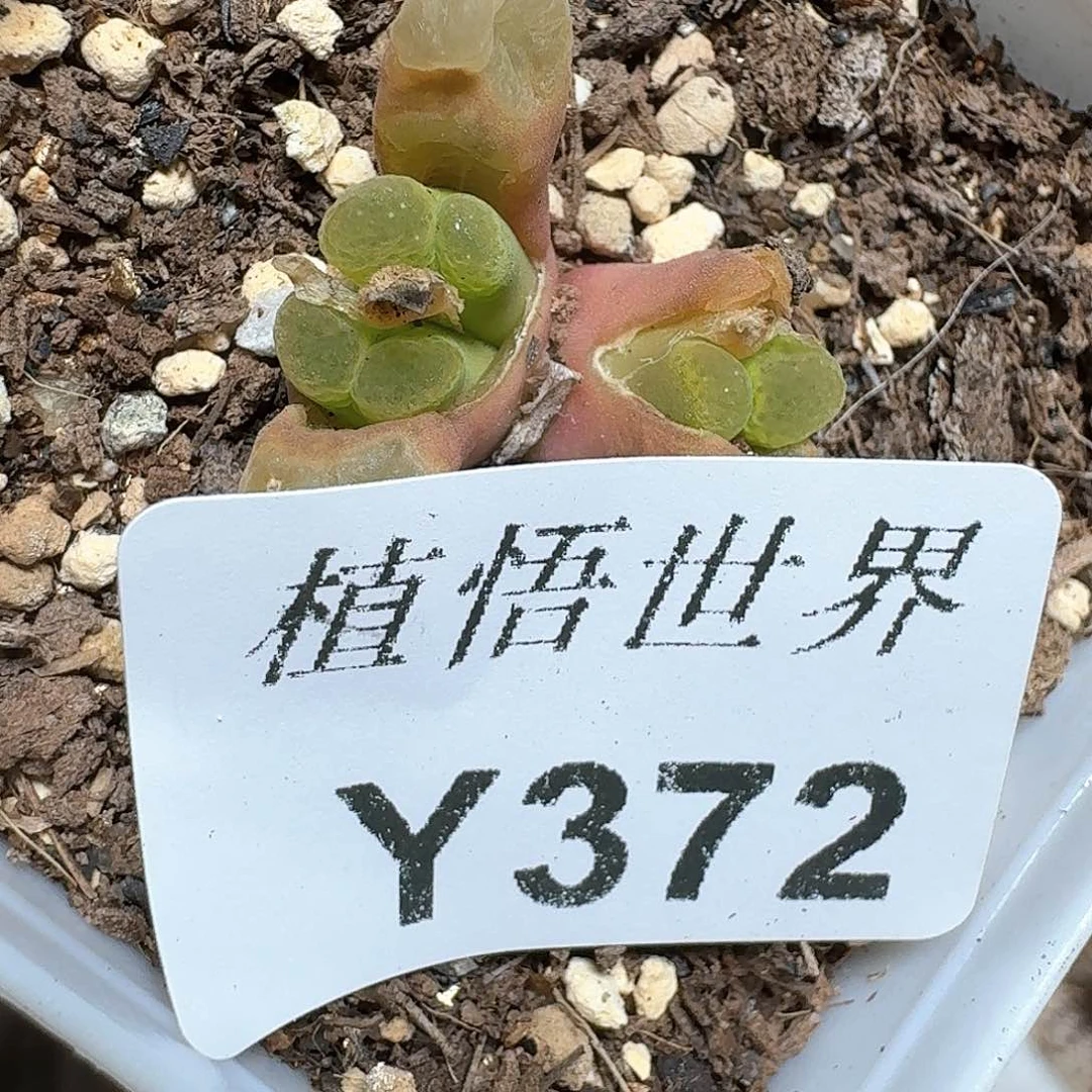 372盒多肉植物哇f g
