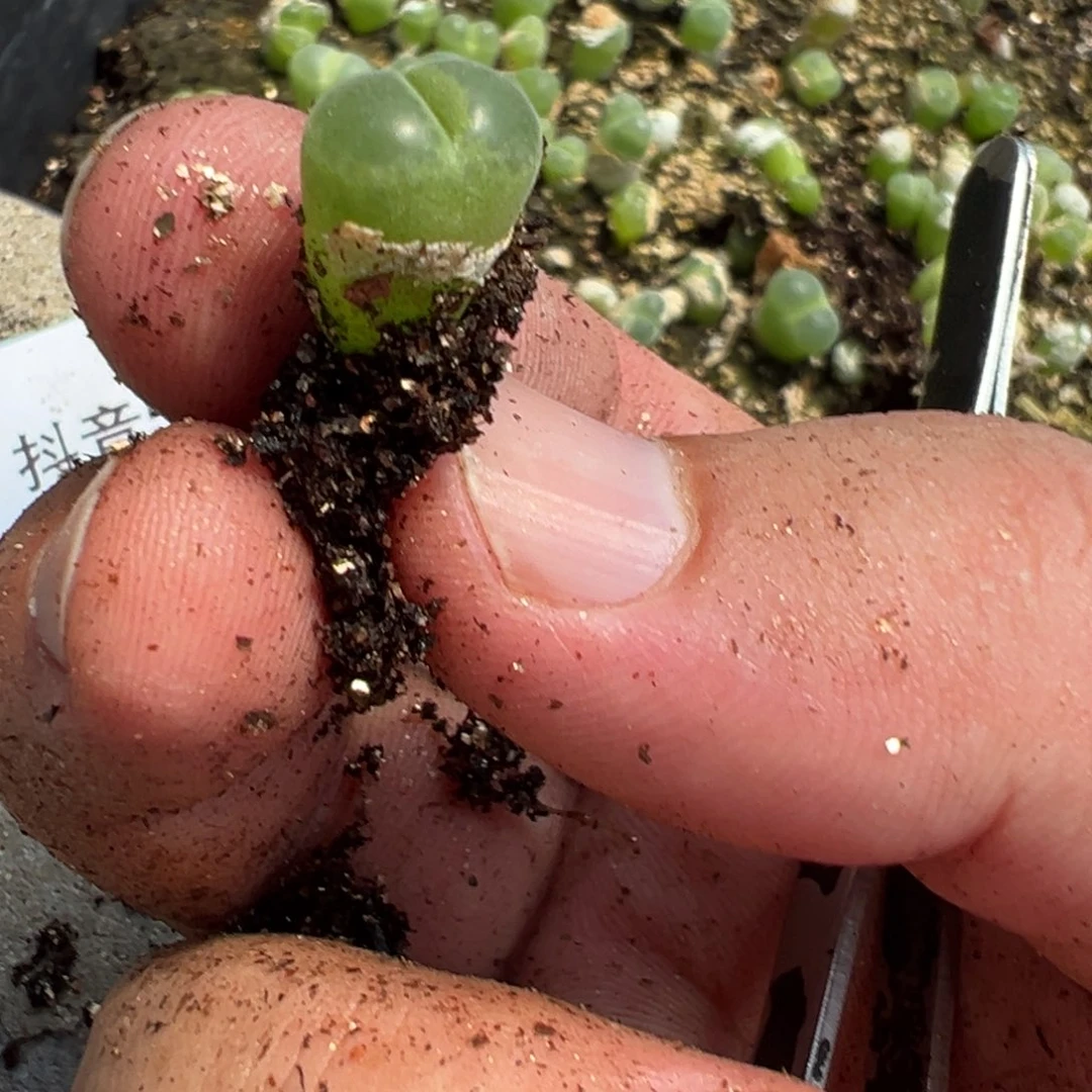 5-71量拍胖虎风铃9颗