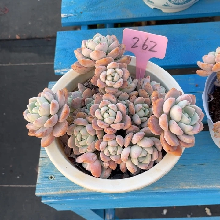 露凝香多肉植物262