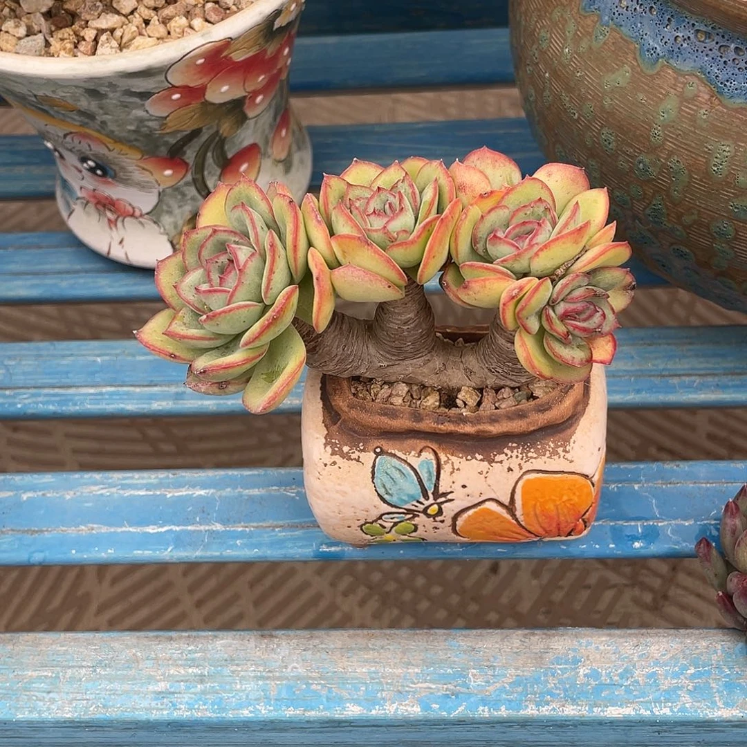 那***谁呈露带盆发快递呀