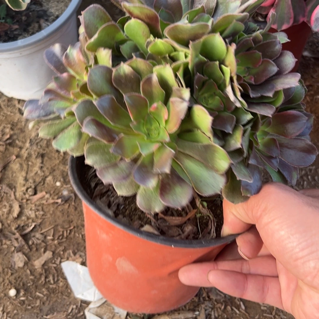 龙***曦193流星雨多肉植物法师多肉