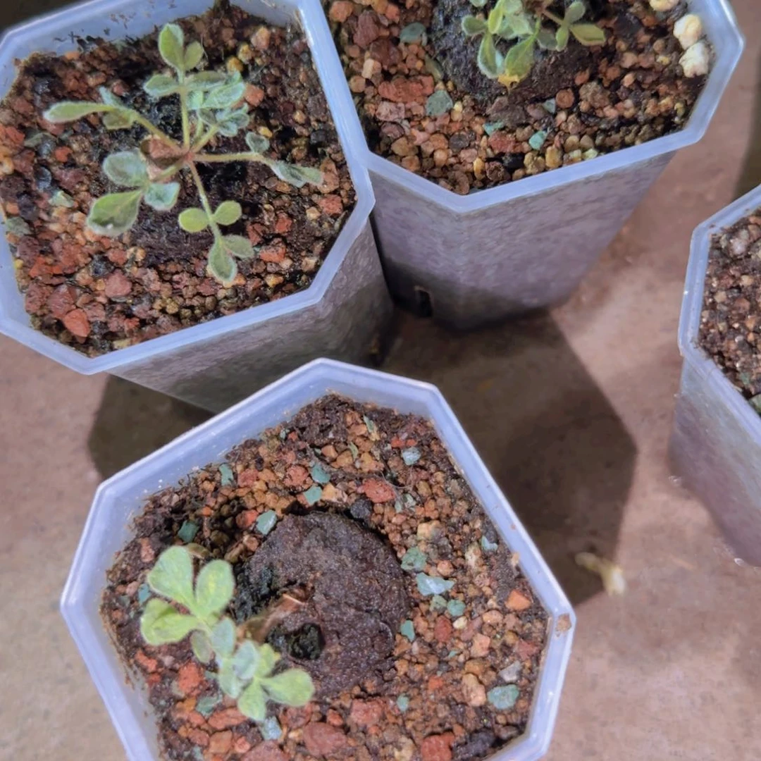芸***客块根植物块根植物