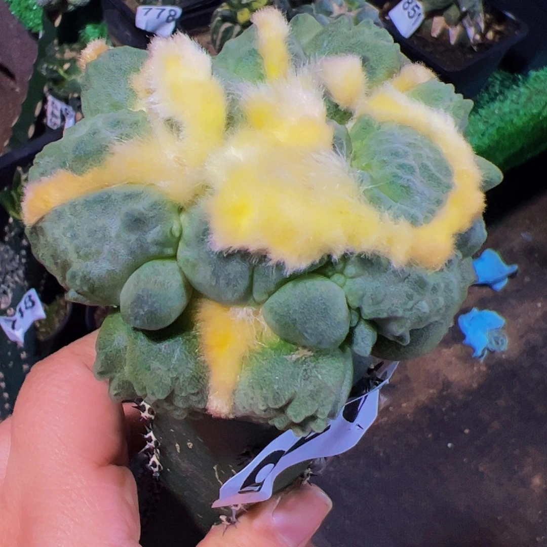 无花朵福利连毛蛋叉尤牡丹926
