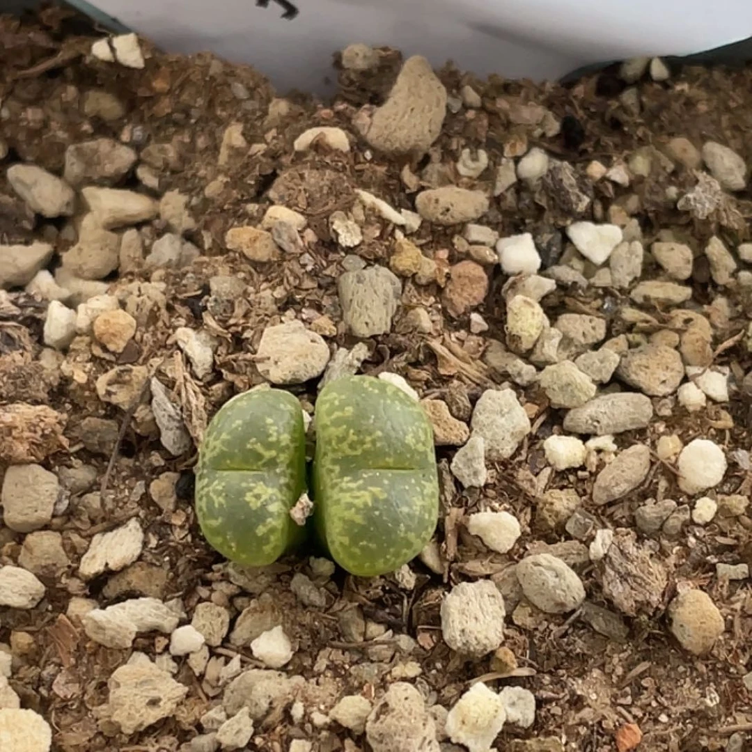 7-105勋章多肉植物