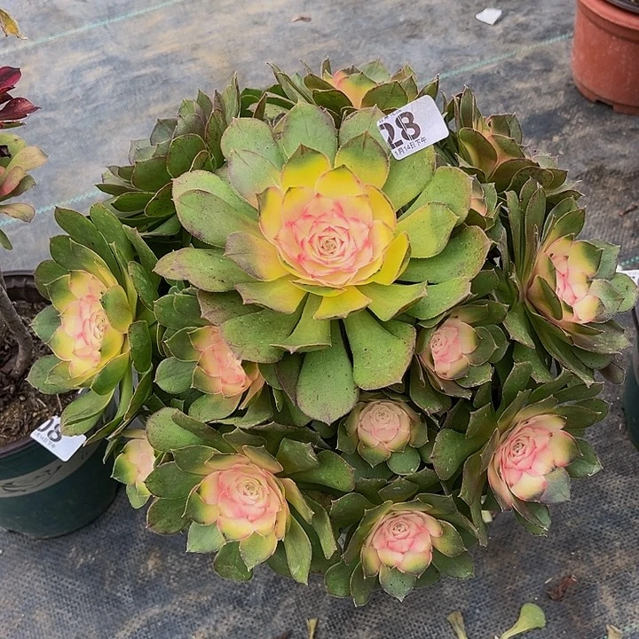 我**素万圣节锦一物一图28