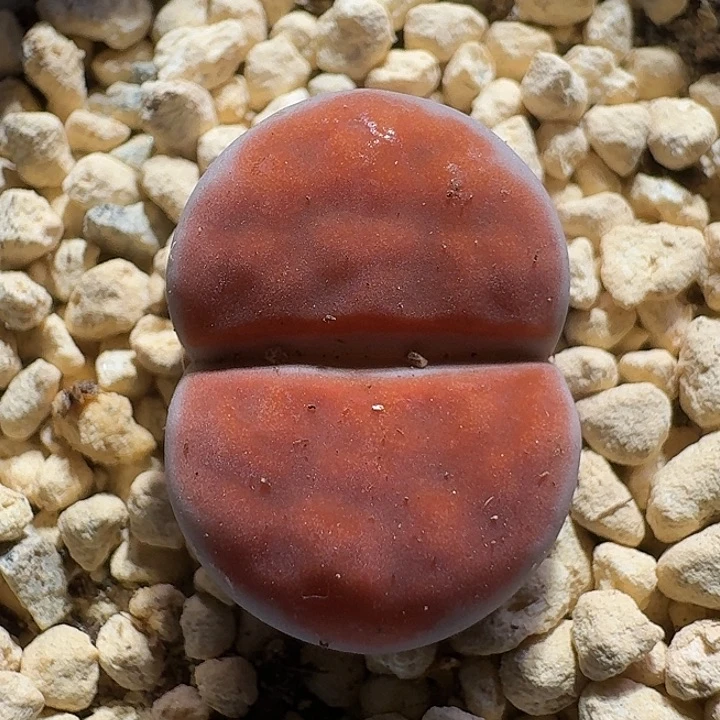 生石花112122。   168