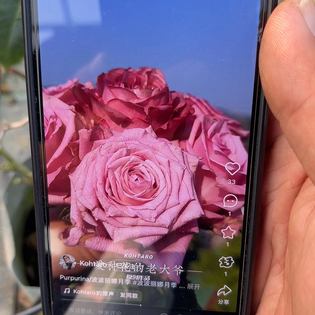 无花朵——-啵啵丽娜 福利款