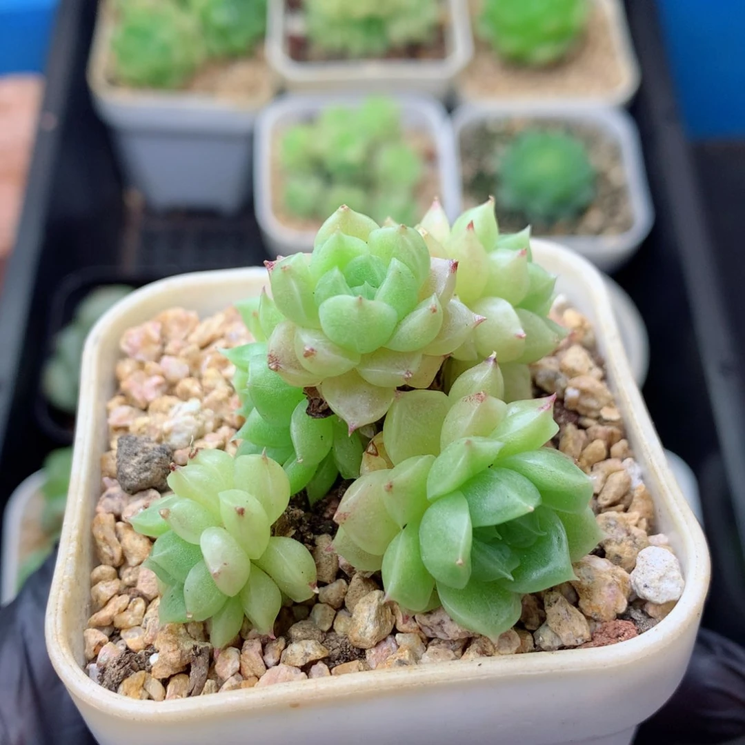 58包邮  群生不包整 187