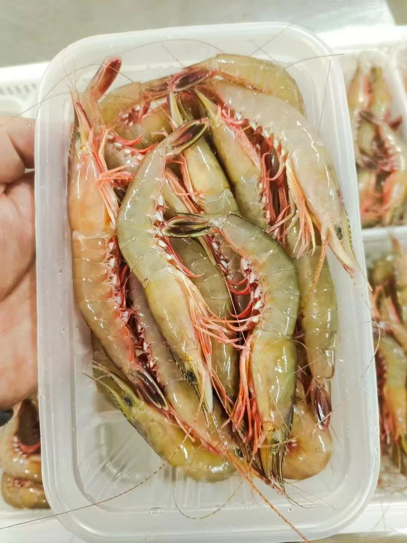 东山岛本港野生剑虾 滑皮虾 季节性海虾 新鲜速冻40-50条/斤