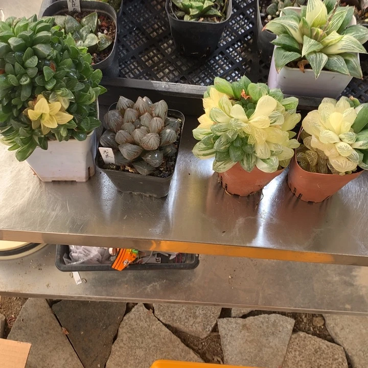 Х****я组合一物一拍带盆